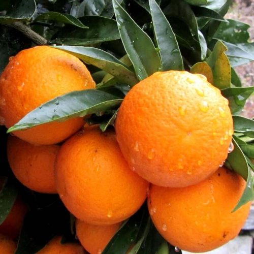 Citrus Sinensis 'Arancio' - Édes Narancsfa