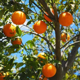 Citrus sinensis 'Arancio' - Narancs