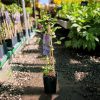 Clematis 'Jackmanii' - Klematisz