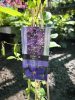 Clematis 'Jackmanii' - Klematisz