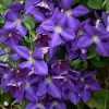 Clematis 'Jackmanii' - Klematisz