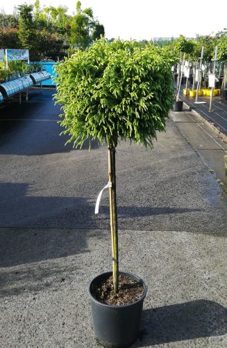Cryptomeria japonica 'Globosa' - Japán ciprus (törzses)