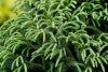 Cryptomeria japonica 'Globosa' - Japán ciprus (törzses)