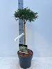 Cryptomeria japonica 'Little Champion' - Japán ciprus (törzses)