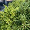 Cryptomeria japonica 'Little Champion' - Japán ciprus (törzses)