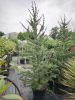Cedrus libani - Cédrus libanoni 