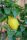 Citrus limon 'Carrubaro' - Citrom (folytontermő)