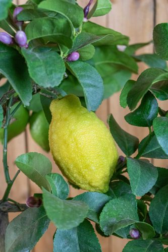 Citrus limon 'Carrubaro' - Citrom (folytontermő)