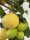 Citrus limon 