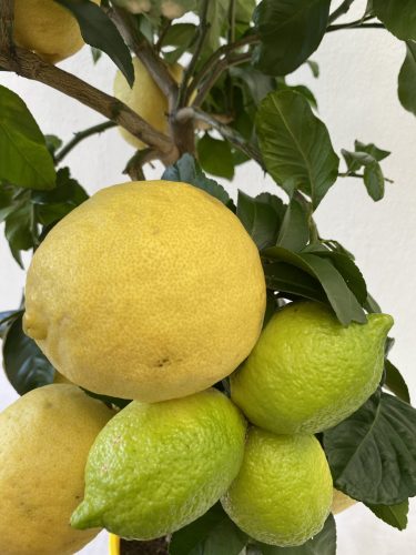 Citrus limon 