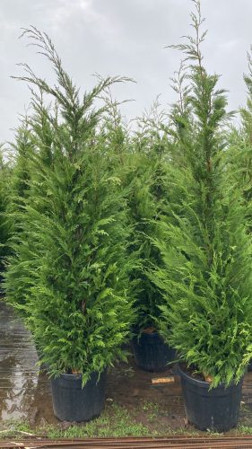 Cupressocyparis leylandii -  Leylandi Ciprus