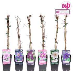 Clematis mix- Klematisz / Iszalag