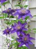 Clematis mix- Klematisz / Iszalag