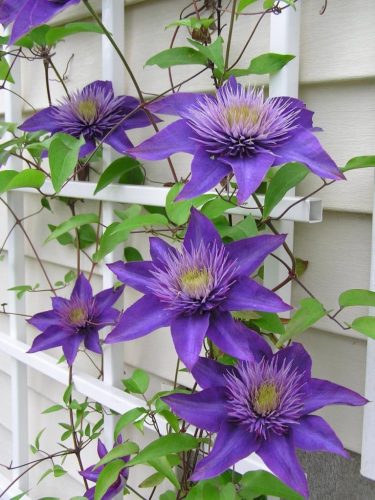 Clematis mix- Klematisz / Iszalag