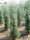 Cupressocyparis leylandii 'Fastigiata' – Oszlopos leyland ciprus