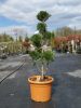 Cupressocyparis leylandii 'Fastigiata' Pon Pon – Oszlopos leyland ciprus