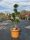 Cupressocyparis leylandii 'Fastigiata' Pon Pon – Oszlopos leyland ciprus