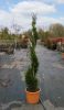 Cupressocyparis leylandii 'Fastigiata' Spirale – Oszlopos leyland ciprus
