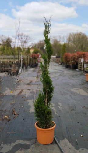Cupressocyparis leylandii 'Fastigiata' Spirale – Oszlopos leyland ciprus