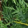 Cupressocyparis leylandii 'Fastigiata' Spirale – Oszlopos leyland ciprus