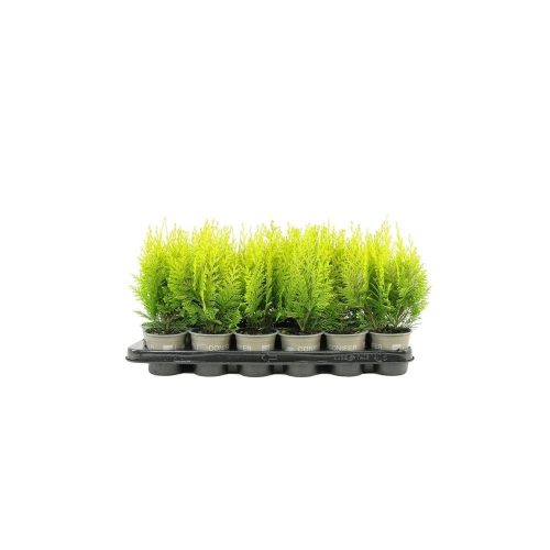 Chamaecyparis lawsoniana 'Ivonne' - Arany Oregoni Hamisciprus