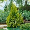 Chamaecyparis lawsoniana 'Ivonne' - Arany Oregoni Hamisciprus