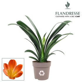 Clivia miniata - Klívia