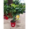 Citrus limone - Citrom
