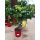 Citrus limone - Citrom