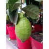 Citrus limone - Citrom
