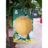 Citrus limone - Citrom