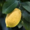 Citrus limon 'Lempson' - Citrom (TERMÉS NÉLKÜLI) fóliakonténerben