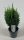 Chamaecyparis lawsoniana 'Snow White' - Oregoni hamisciprus