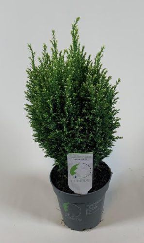 Chamaecyparis lawsoniana 'Snow White' - Oregoni hamisciprus