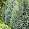 Chamaecyparis lawsoniana 'Snow White' - Oregoni hamisciprus