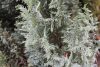 Chamaecyparis lawsoniana 'Snow White' - Oregoni hamisciprus