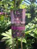 Clematis 'Mikelite' - Klematisz