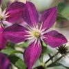 Clematis 'Mikelite' - Klematisz