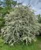 Crataegus monogyna -  Egybibés galagonya