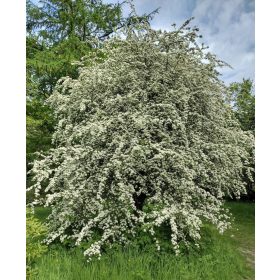 Crataegus monogyna -  Egybibés galagonya