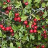 Crataegus monogyna -  Egybibés galagonya