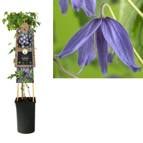 Clematis macropetala - Klematisz