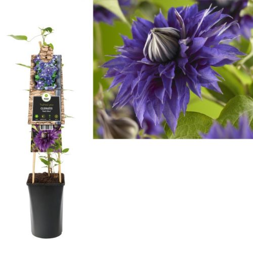 Clematis 'Multi Blue' - Klematisz