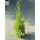 Cupressus macrocarpa -  'Goldcrest' Wilma -  Szobaciprus
