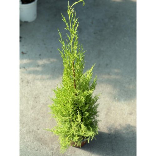 Cupressus macrocarpa -  'Goldcrest' Wilma -  Szobaciprus