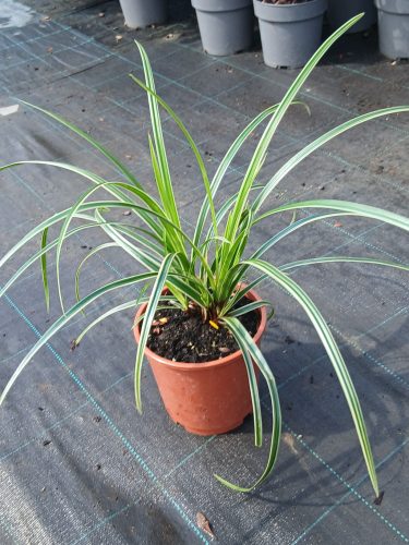Carex morrowii (foliosissima) Goldband - tarka sás