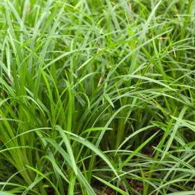 Carex morrowii 'Irish Green' - Írsás