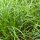 Carex morrowii 'Irish Green' - Írsás