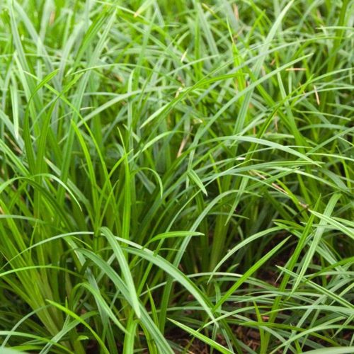 Carex morrowii 'Irish Green' - Írsás