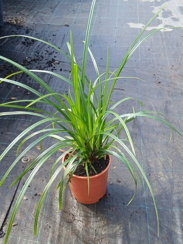 Carex morrowii 'Irish Green' - Írsás